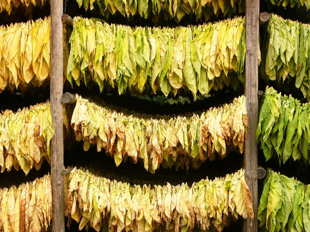 Tabakblätter zur Trocknung aufgehängt